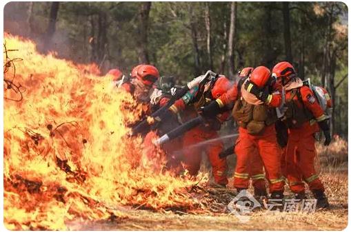 保護森林資源安全，構筑生態麗江